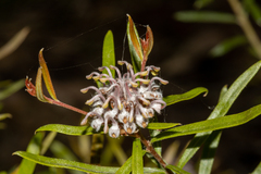 Grevillea phylicoides