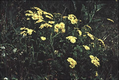 Senecio squalidus