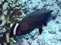 Novaculichthys taeniourus