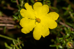 Hibbertia puberula puberula