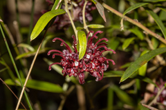 Grevillea diffusa