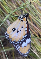 Danaus petilia