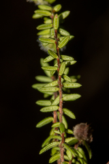 Hibbertia puberula puberula