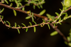 Hibbertia puberula puberula