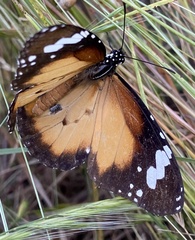 Danaus petilia