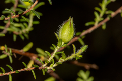 Hibbertia puberula puberula