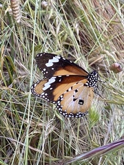 Danaus petilia