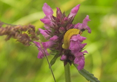 Tenthredo atra