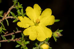 Hibbertia puberula puberula