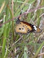 Danaus petilia