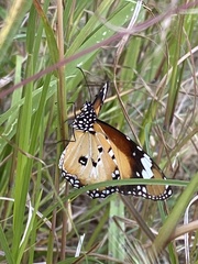 Danaus petilia