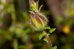 Hibbertia puberula puberula