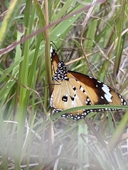 Danaus petilia
