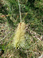 Xanthorrhoea macronema
