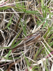 Conocephalus maculatus