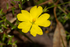 Hibbertia puberula puberula