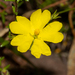Hibbertia puberula puberula - Photo (c) Tim Hammer, some rights reserved (CC BY), uploaded by Tim Hammer