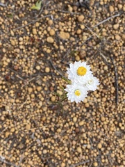 Hyalosperma