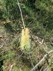 Xanthorrhoea macronema