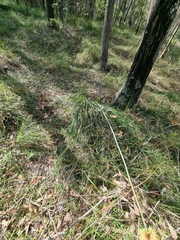 Xanthorrhoea macronema