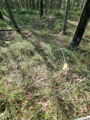 Xanthorrhoea macronema