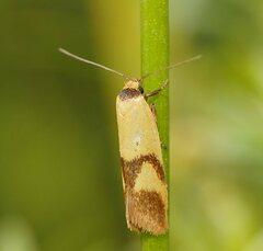 Plectobela ecliptica