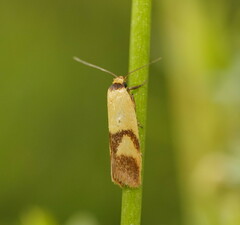 Plectobela ecliptica