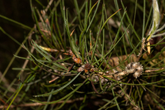 Melaleuca linearis
