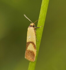 Plectobela ecliptica