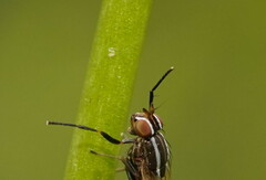 Poecilohetaerus aquilus