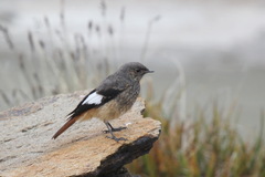 Phoenicurus erythrogastrus