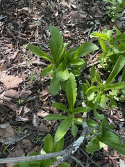 Kalanchoe brachyloba