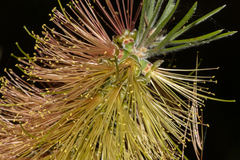 Melaleuca linearis