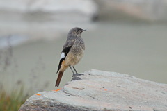 Phoenicurus erythrogastrus