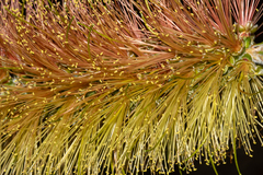 Melaleuca linearis