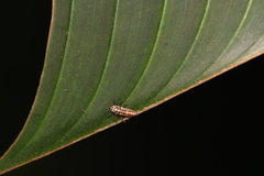 Cheilomenes sexmaculata