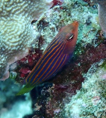 Pseudocheilinus hexataenia