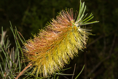 Melaleuca linearis