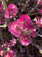 Anabasis articulata