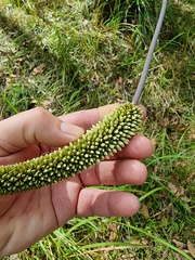 Xanthorrhoea macronema