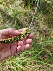 Xanthorrhoea macronema