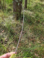 Xanthorrhoea macronema