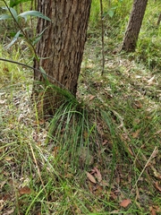 Xanthorrhoea macronema