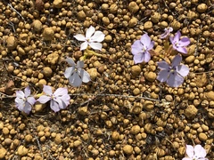 Isotoma hypocrateriformis