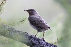 Turdus ruficollis