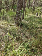 Xanthorrhoea macronema