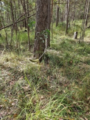 Xanthorrhoea macronema