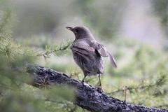 Turdus ruficollis