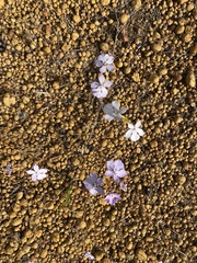 Isotoma hypocrateriformis