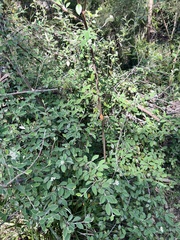 Cotoneaster pannosus